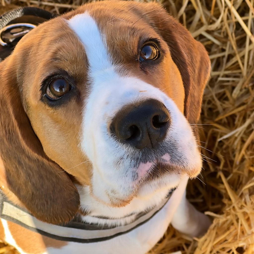 Picture of a Beagle dog looking directly at the camera